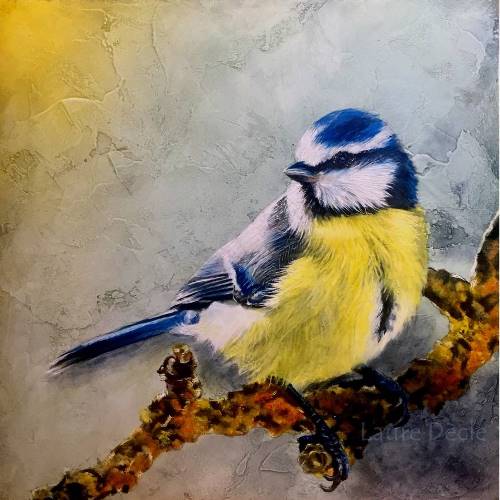 Voir la Galerie Oiseaux du jardin